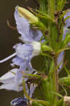 American bellflower